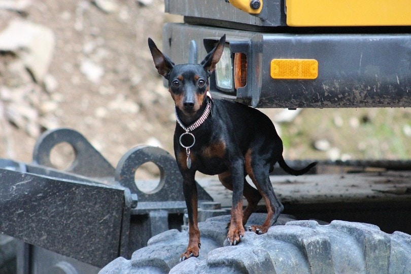 miniature pinscher standing on tire