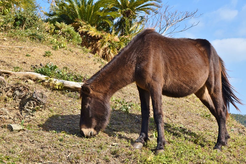 misaki horse grazing in the field