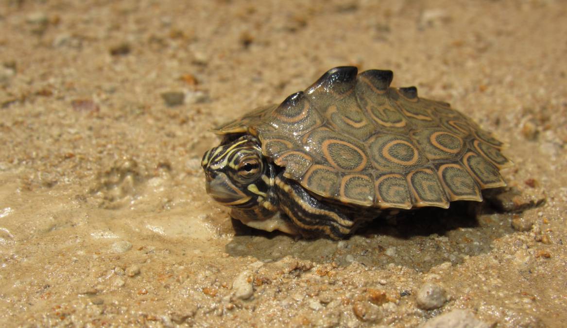 mississippi map turtle