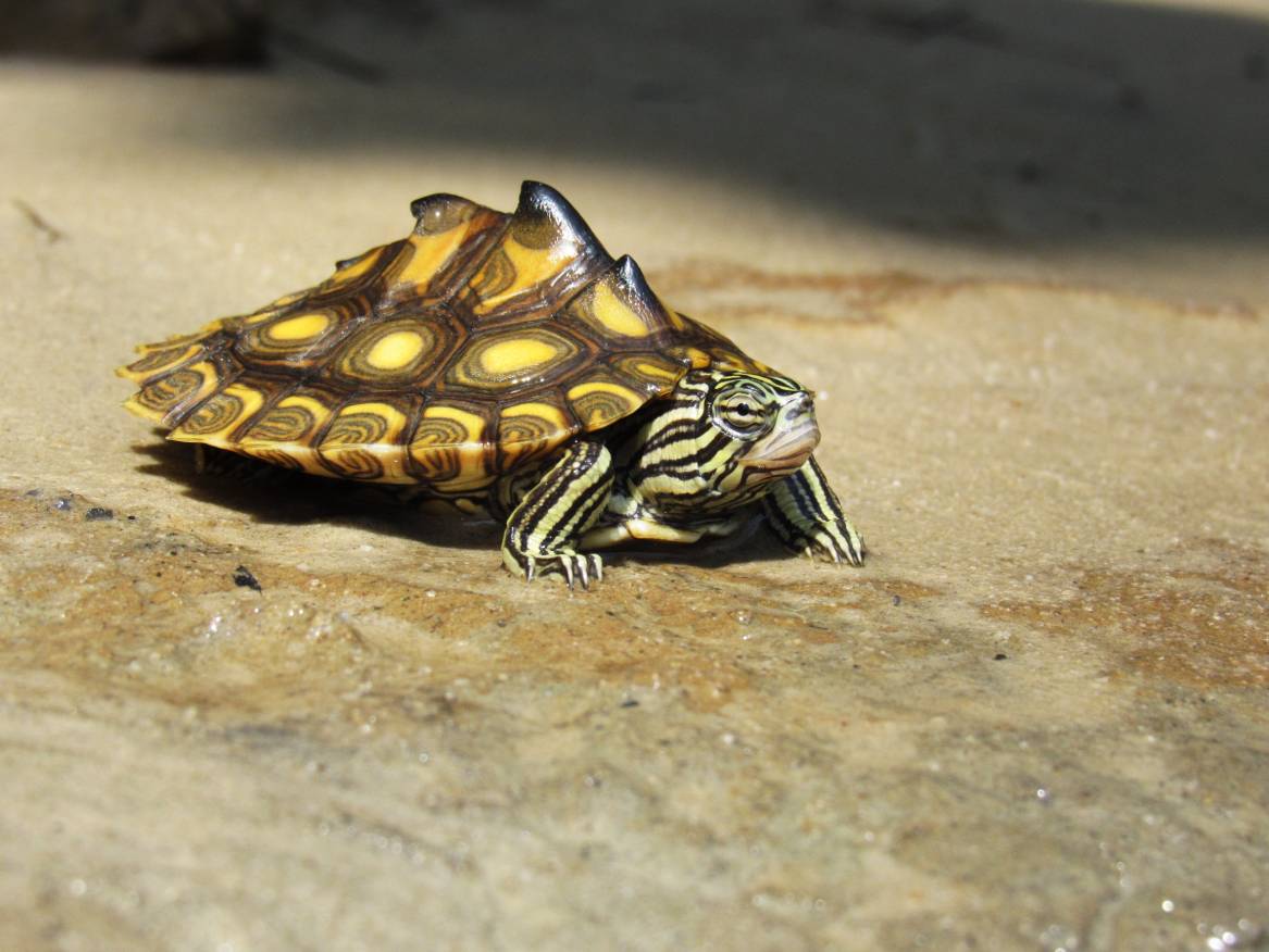 mississippi map turtle