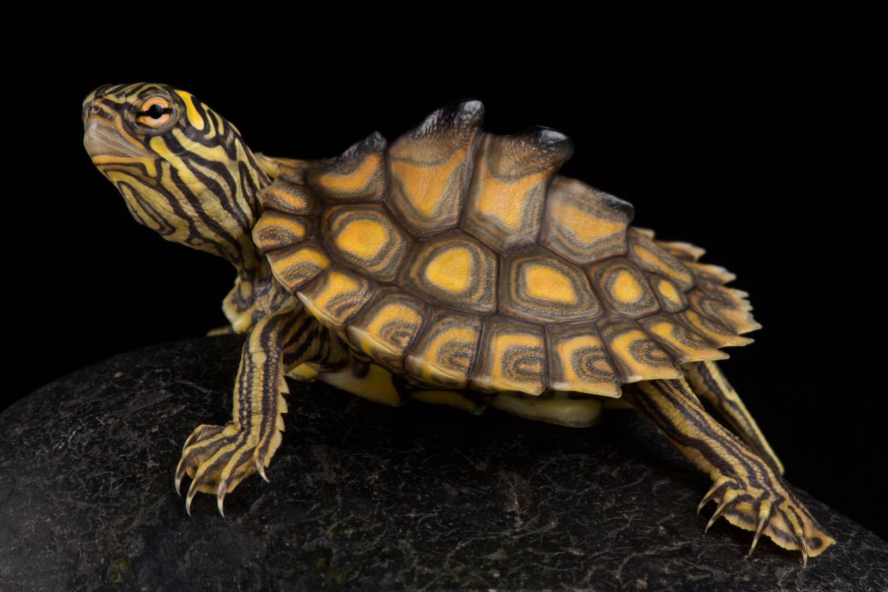 mississippi map turtle