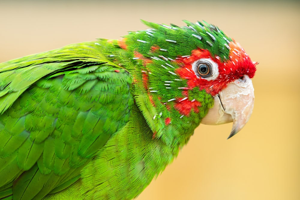 Mitred Conure bird close up