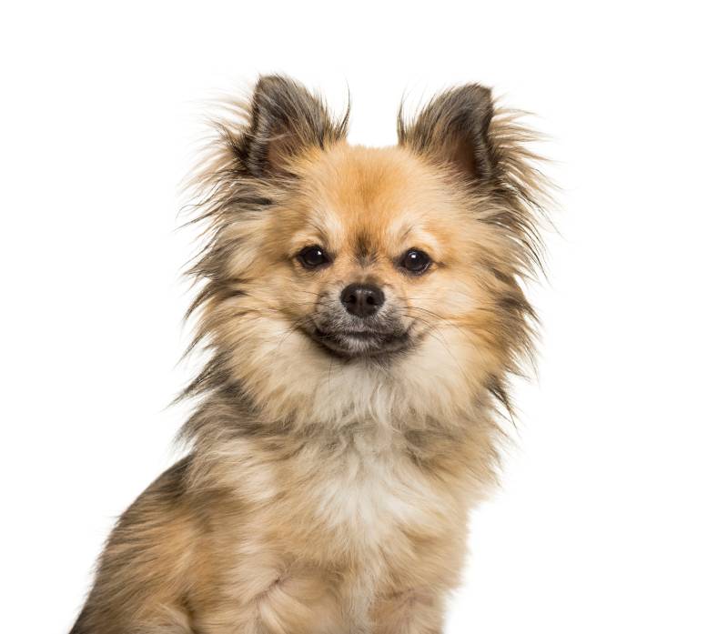mixed breed Chinese Crested Dog and Chihuahua looking at camera against white background
