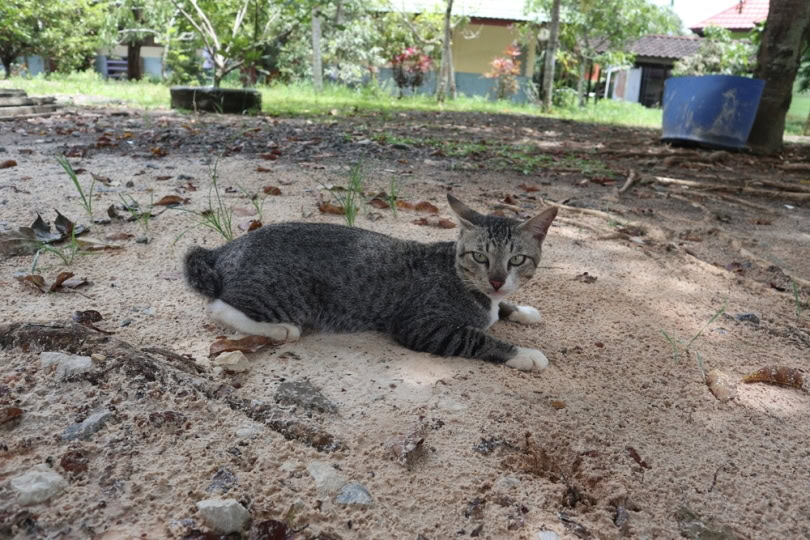 moggy cat lying on sand