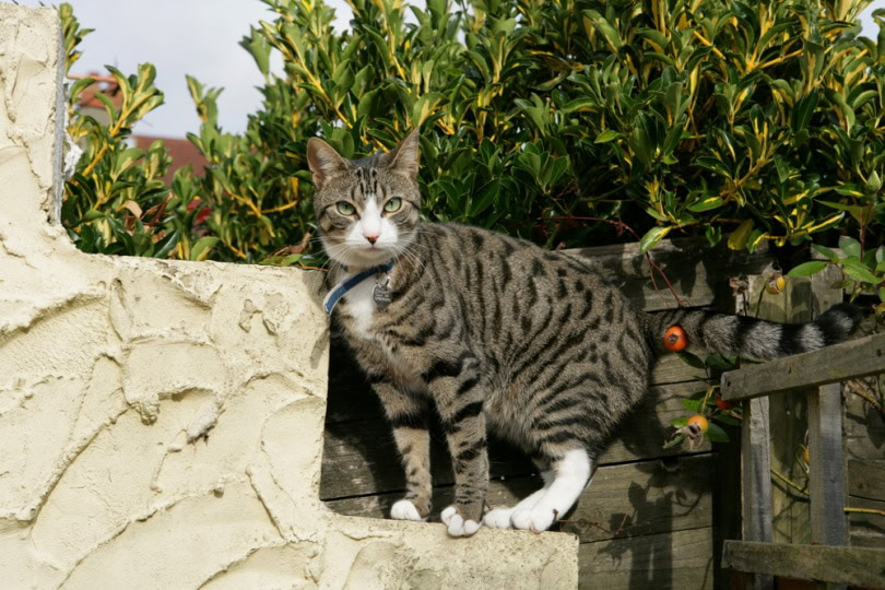 moggy cat outdoor