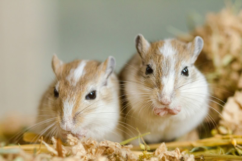 mongolian gerbils on substrate