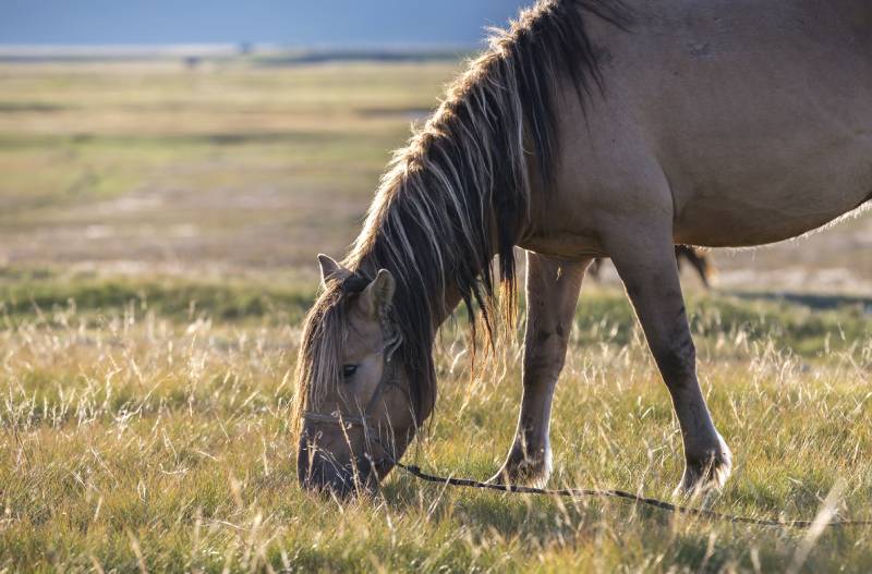 mongolian horse eating on a field