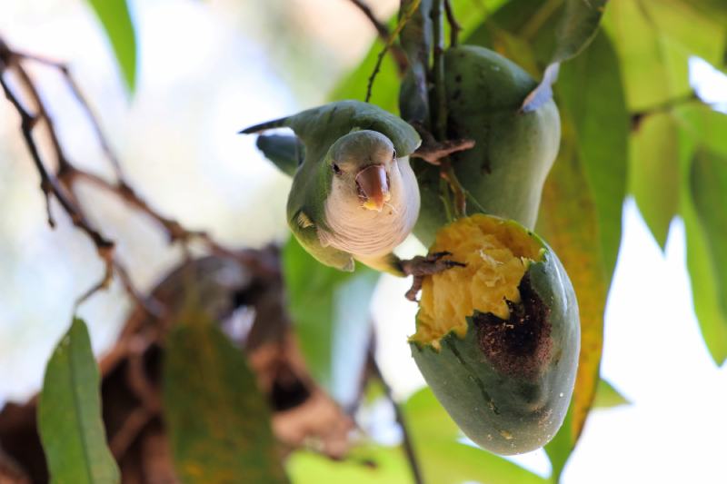 monk parakeet (Myiopsitta monachus) eats mango