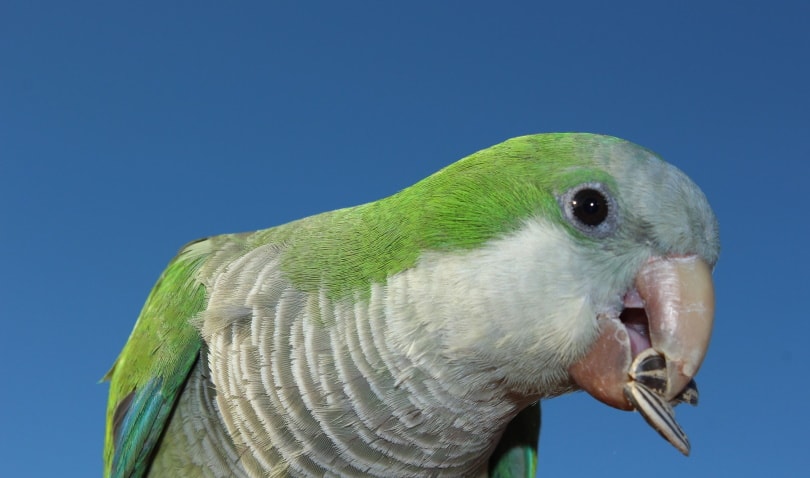 monk parakeet eating seeds