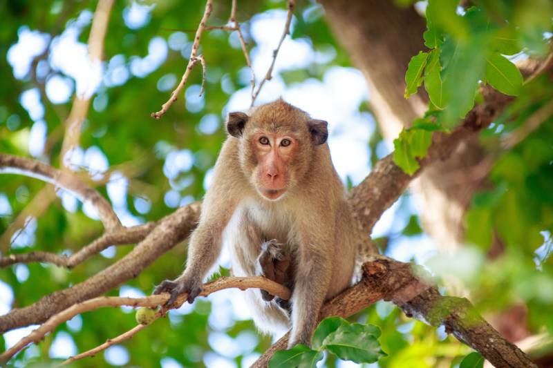 monkey climbing a tree in the forest