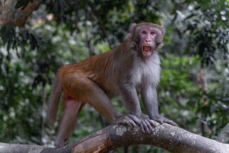 monkey staring at the camera