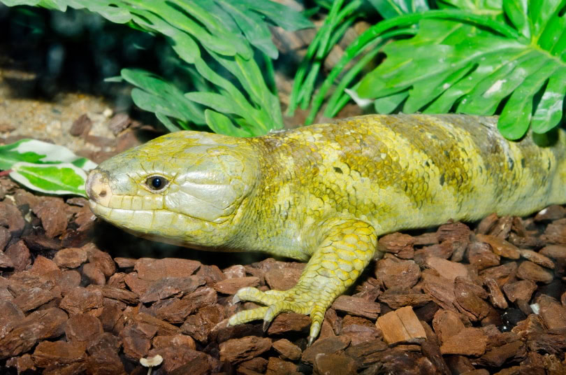 monkey tailed skink_KobchaiMa_Shutterstock