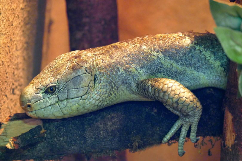 monkey tailed skink_Piqsels