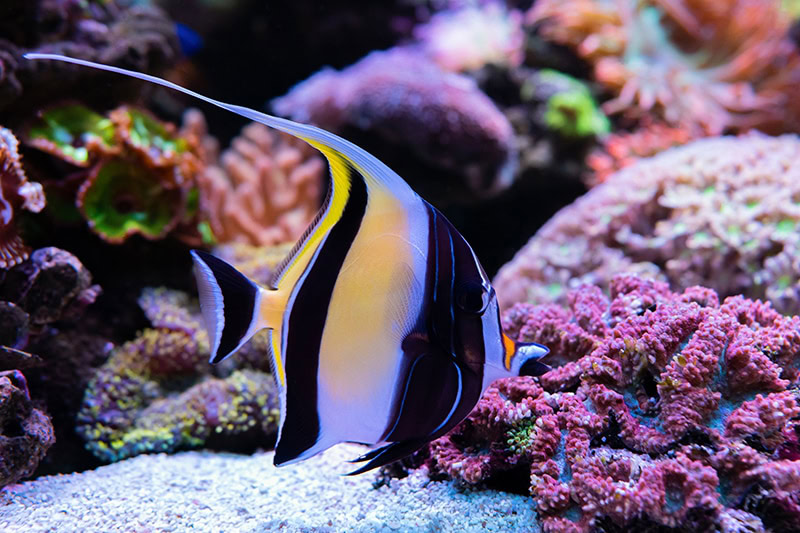 moorish idol fish in aquarium
