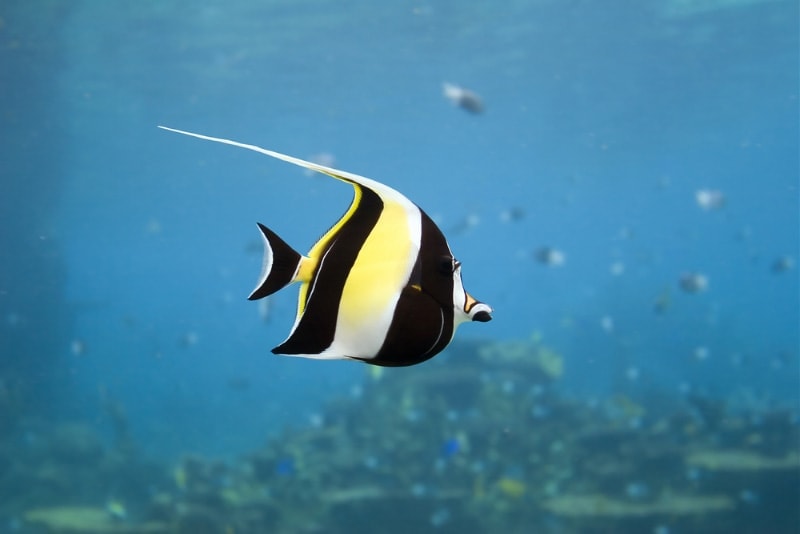 moorish idol fish in the ocean