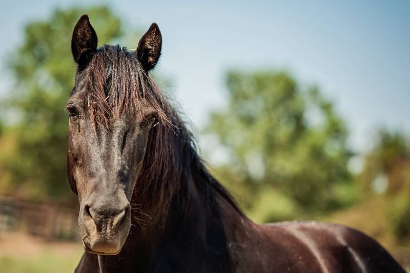 morgan horse in pasture