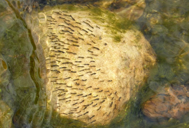 mosquito larve in the water