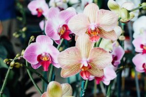 Are Orchids Poisonous to Cats? Vet-Reviewed Facts & FAQ The Vet Desk
