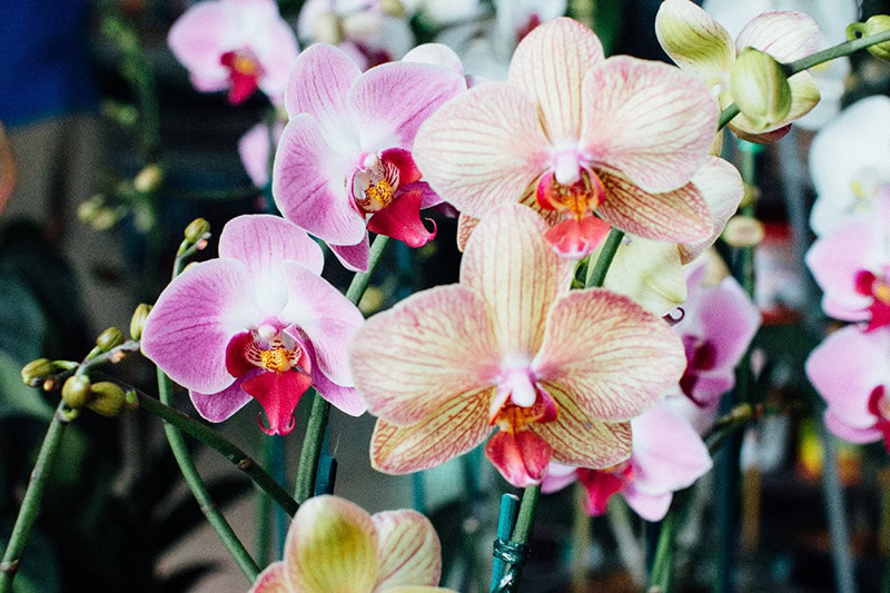 moth orchid plant