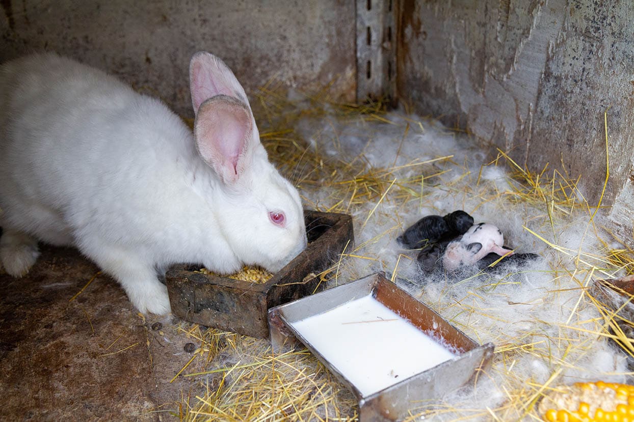 mother rabbit with its litter