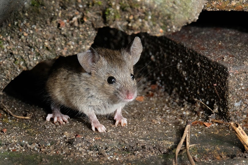 mouse in hiding looking for food