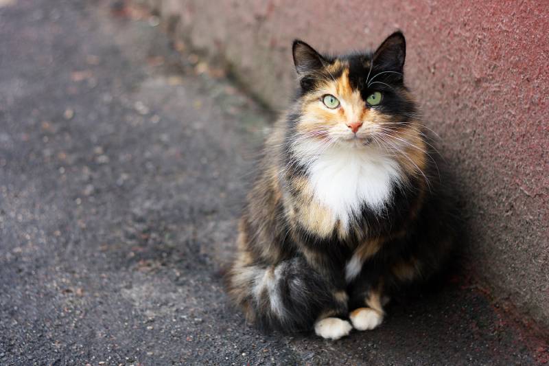 multicolored cat sitting near the old walls of the house
