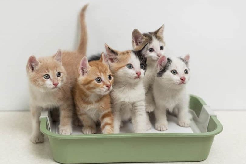 multiple kittens in a litter box