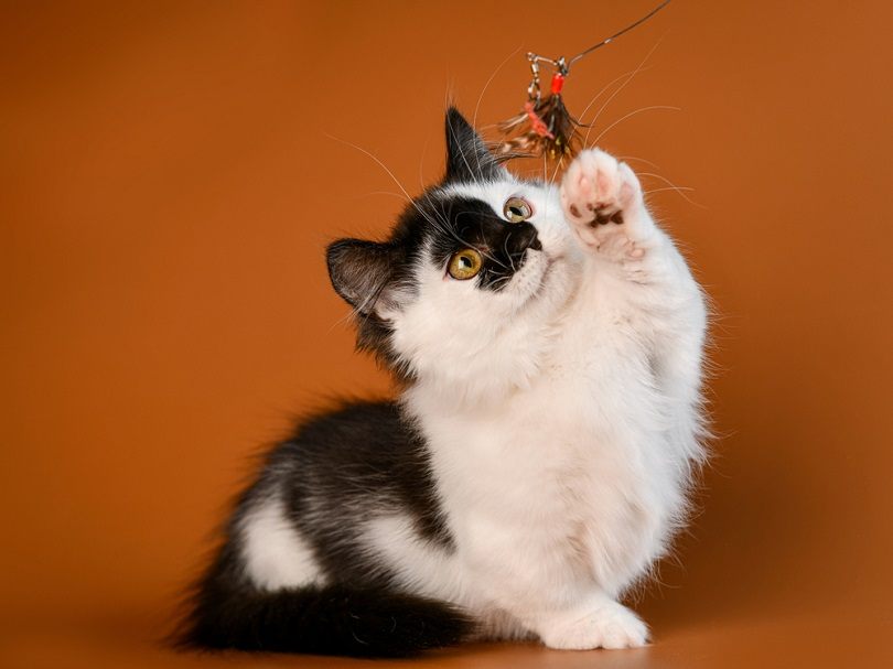 munchkin-cute_MDavidova_shutterstock