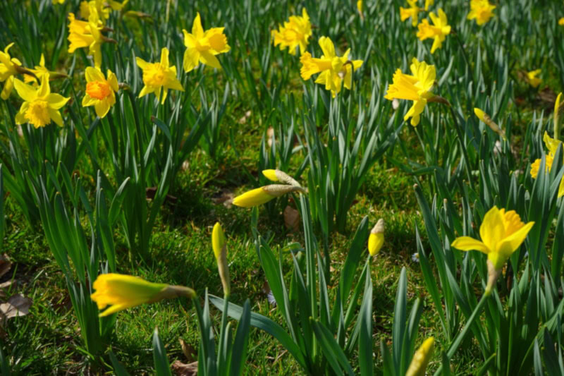 narcissus pseudonarcissus daffodil
