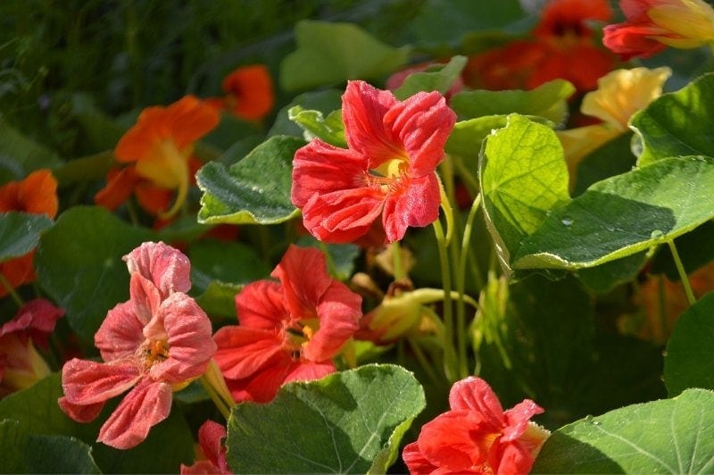 nasturtium flowers