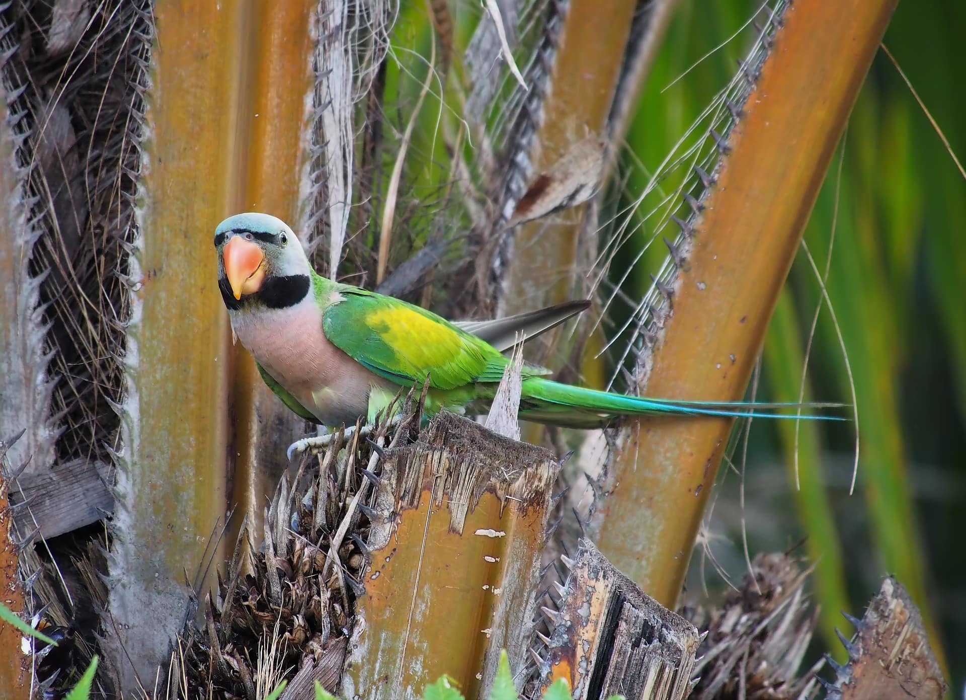Red breasted (moustached) parakeet