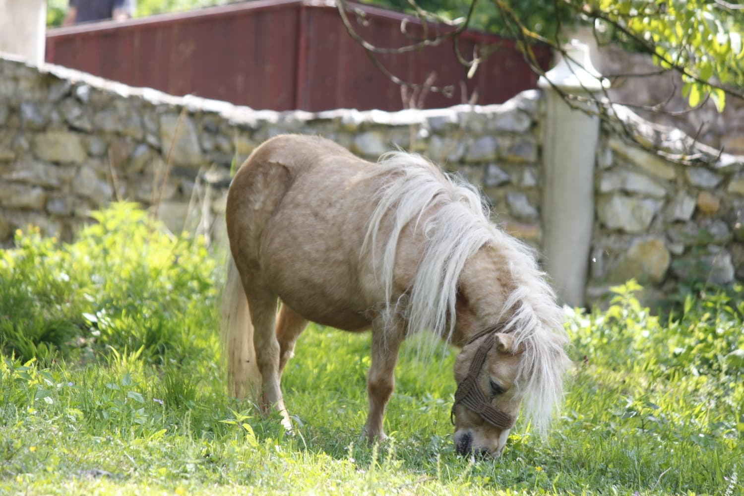 pony in field