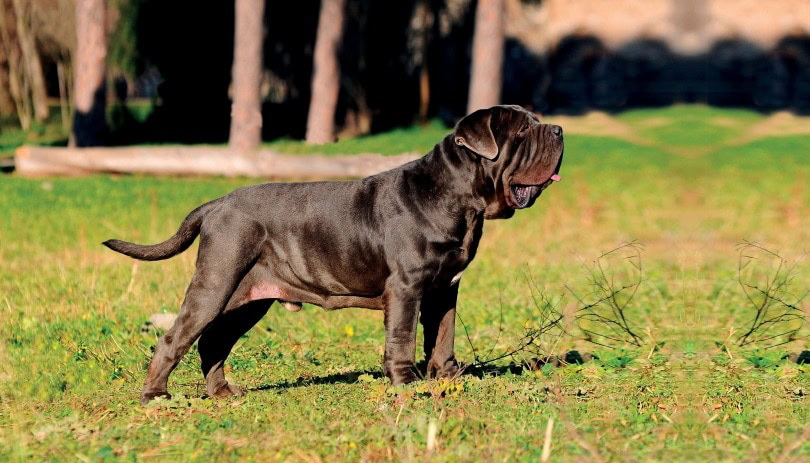 neapolitant mastiff