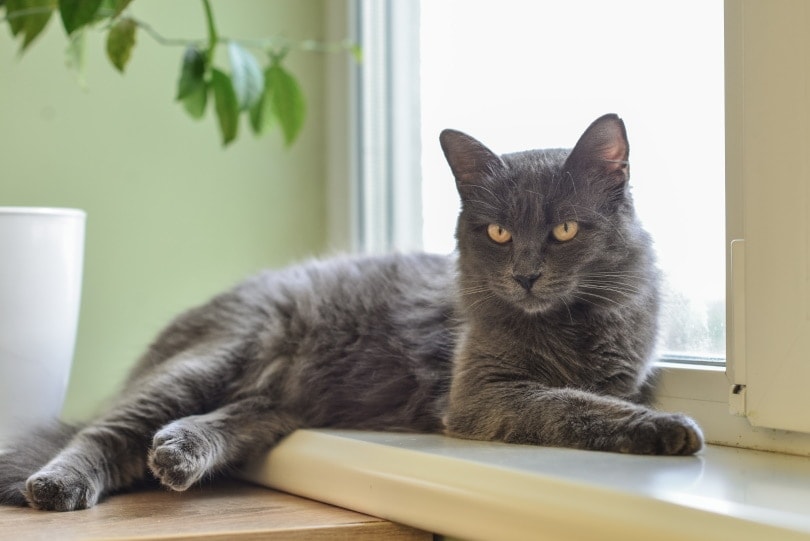 nebelung cat lying by the window