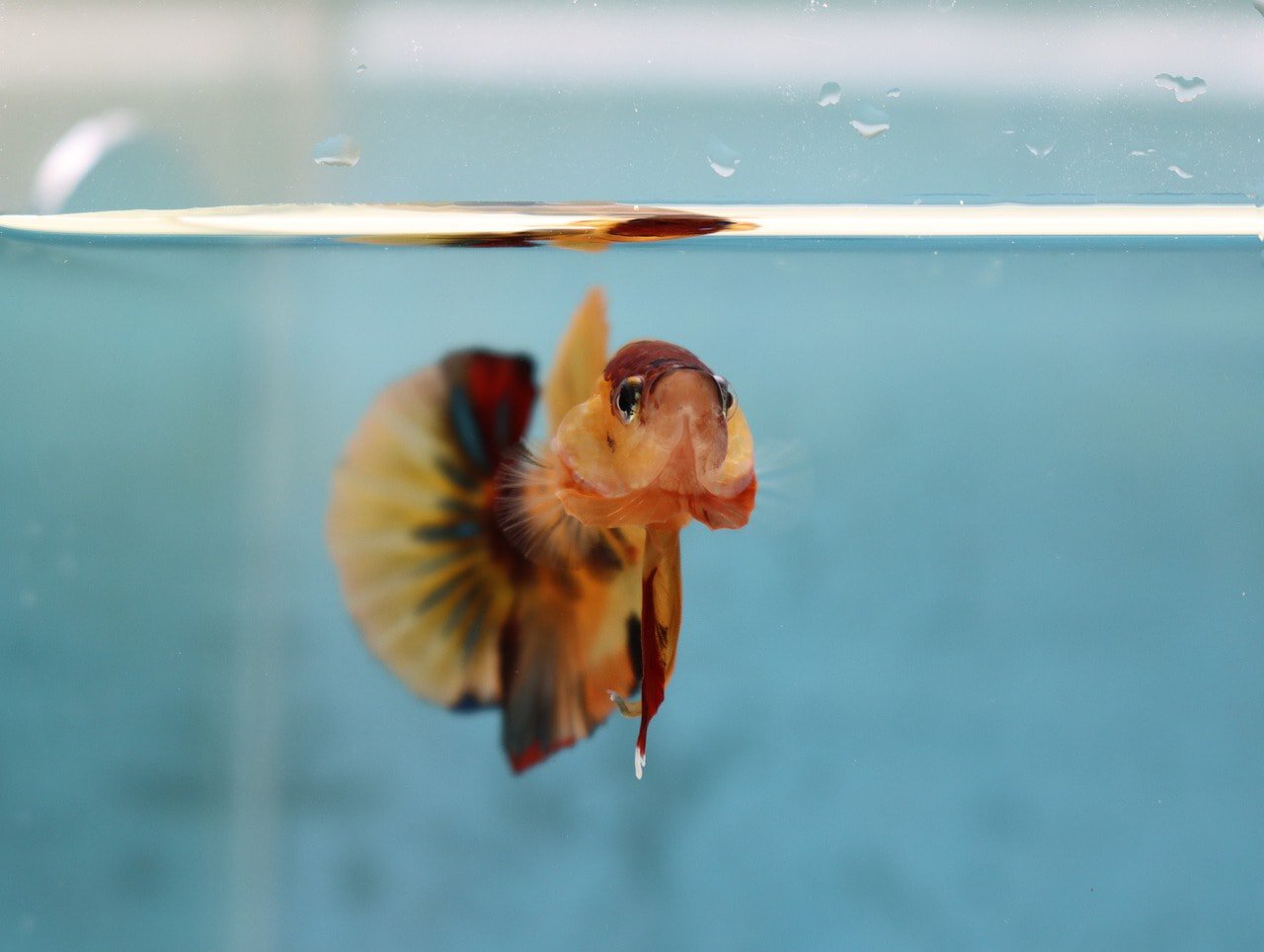 nemo koi betta fish