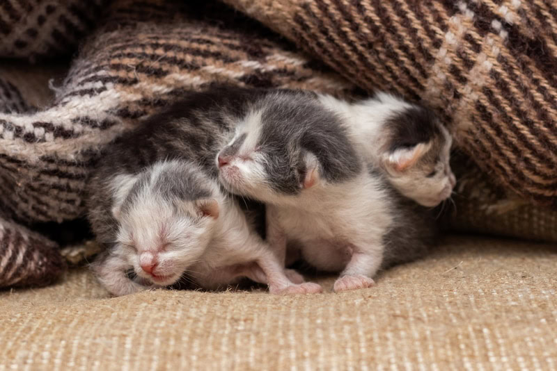 new born kittens