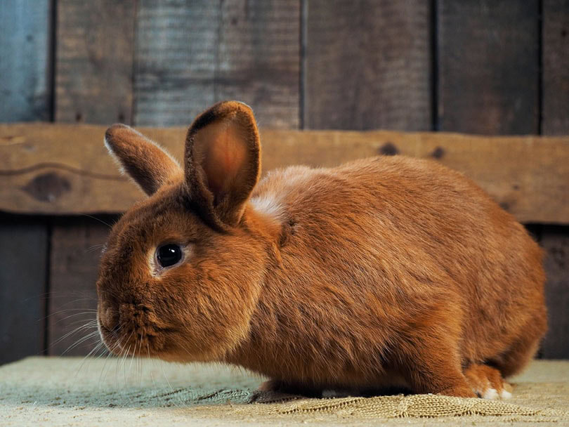 new zealand red rabbit