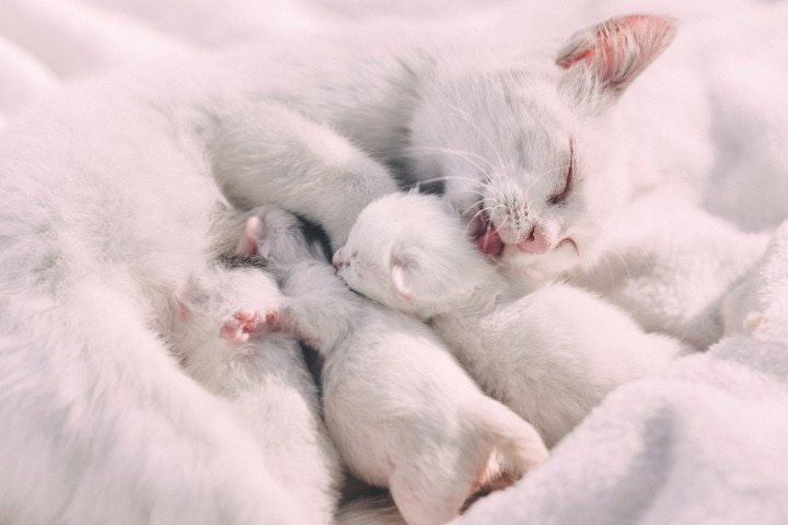 Newborn Kittens