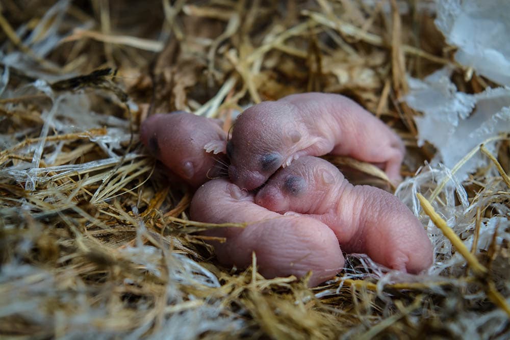 newborn mice