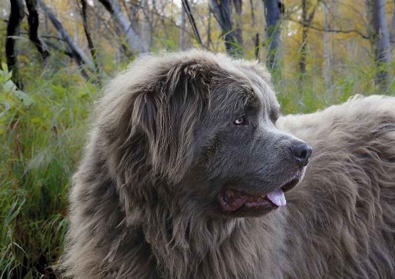 newfoundland dog