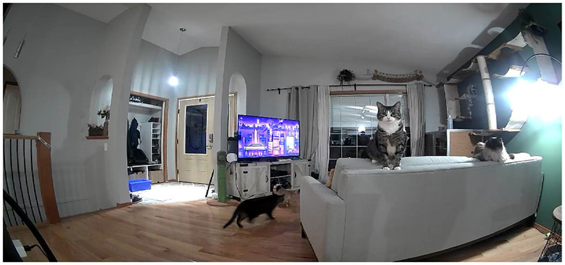 night time with no night vision of petcube bites 2 lite