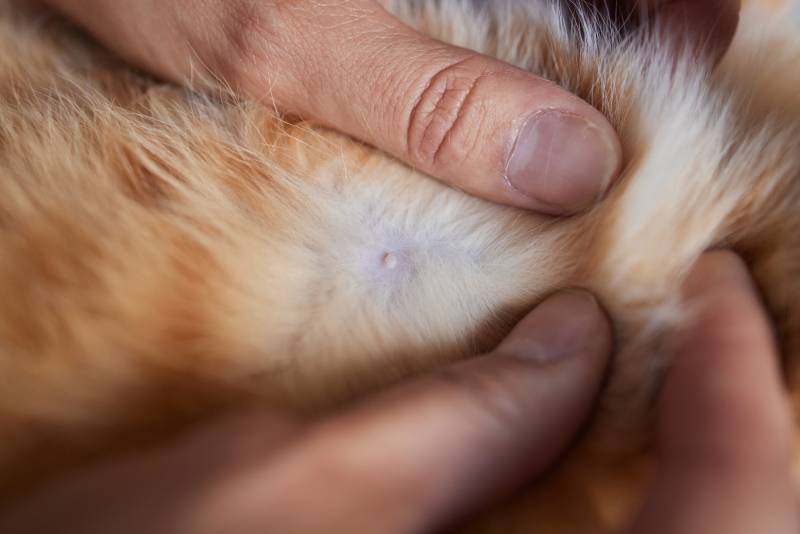 nipple of a small fluffy male cat