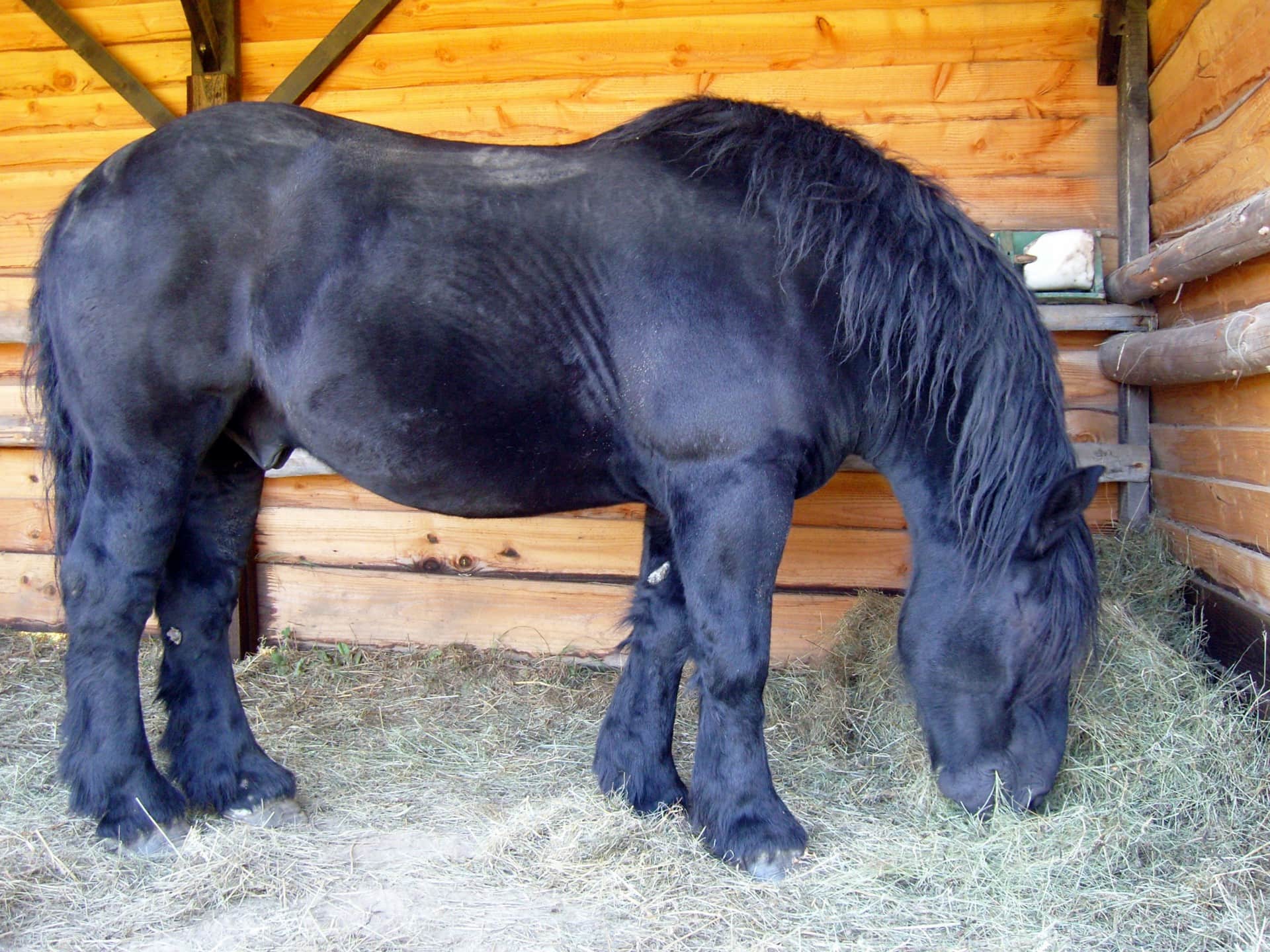 niverais percheron