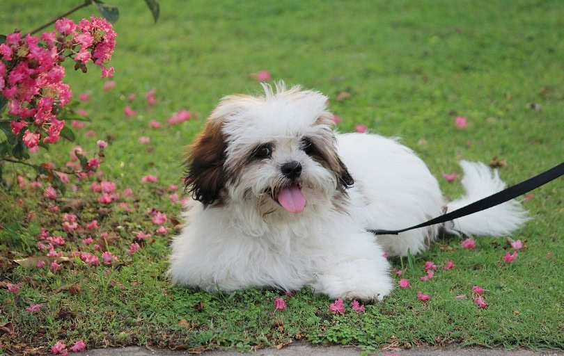 noddy-lhasa apso-pixabay(1)