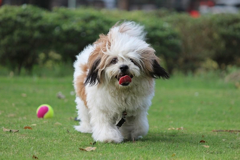 noddy-lhasa apso-pixabay(1)