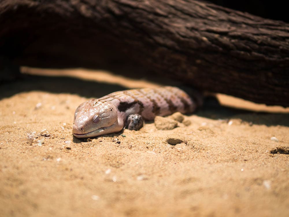 Northern Blue Tongue Skink sleeping