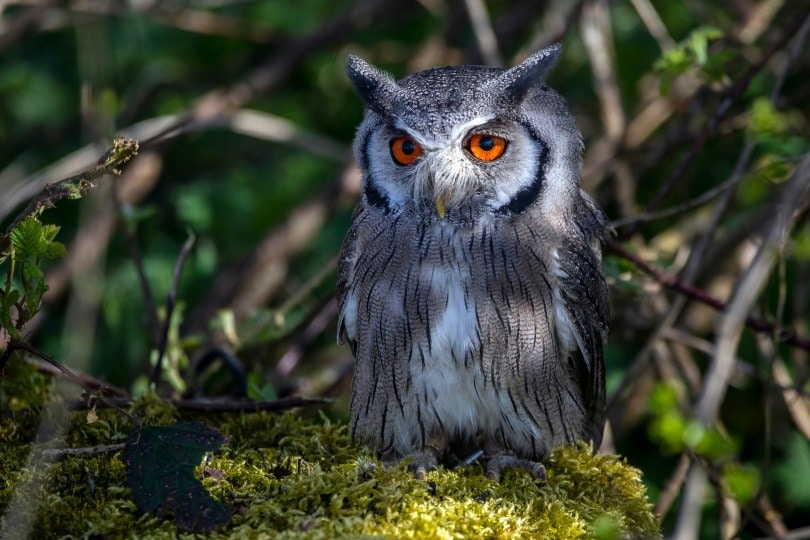 northern white face owl_Anthony King Nature_Shutterstock