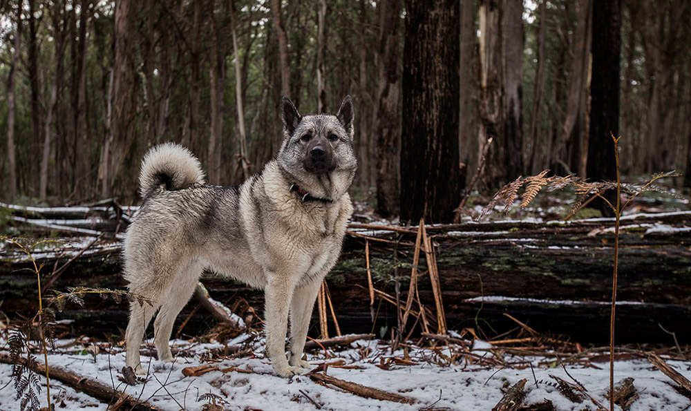 Norwegian Elkhound dog