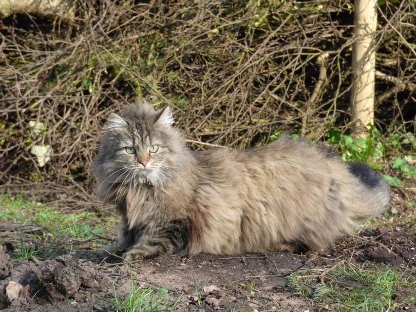 norwegian forest cat