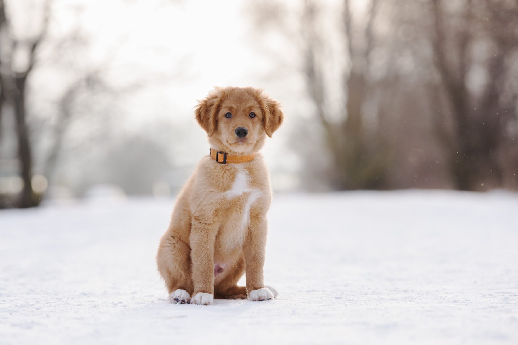 nova scotia duck tolling retriever puppy portrait outdoors in winter